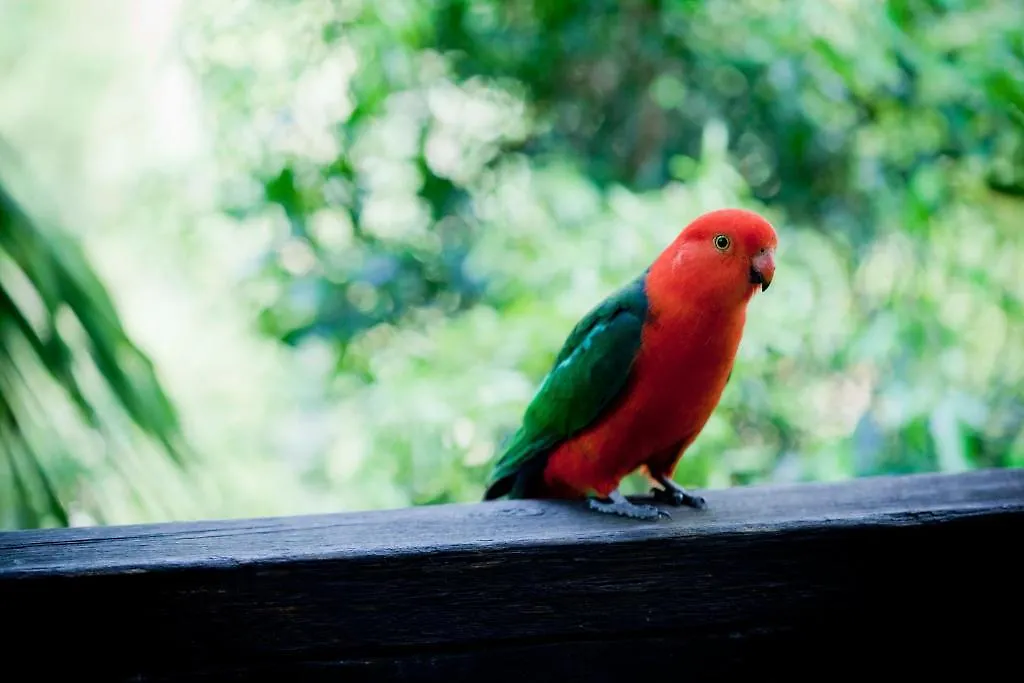 Mt Glorious Getaways Villa Mount Glorious